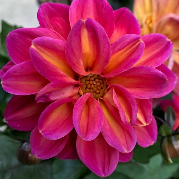 Meet your Posher, Christine - Picture 1 of 1